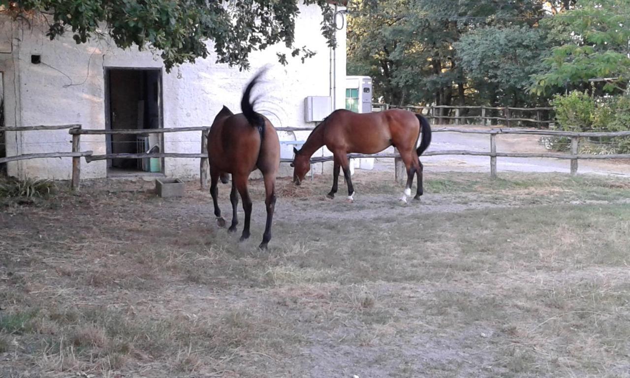 Ferme Equestre Des Abrons Villa Pailloles Dış mekan fotoğraf
